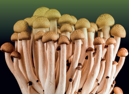Raccolta dei funghi in provincia di Treviso