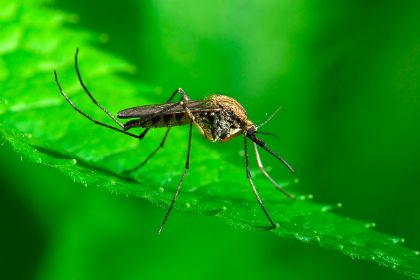 Presenza di pool di zanzare positive a WEST NILE VIRUS (WNV) nel comune di Preganziol.