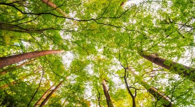 alberi